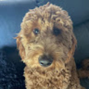 Meet your Posher, Carter